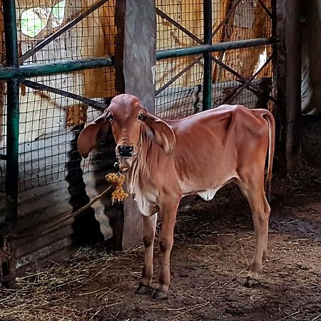הוילה אודייפור Krishna Ranch מראה חיצוני תמונה