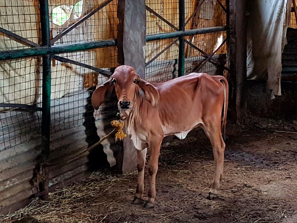 הוילה אודייפור Krishna Ranch מראה חיצוני תמונה